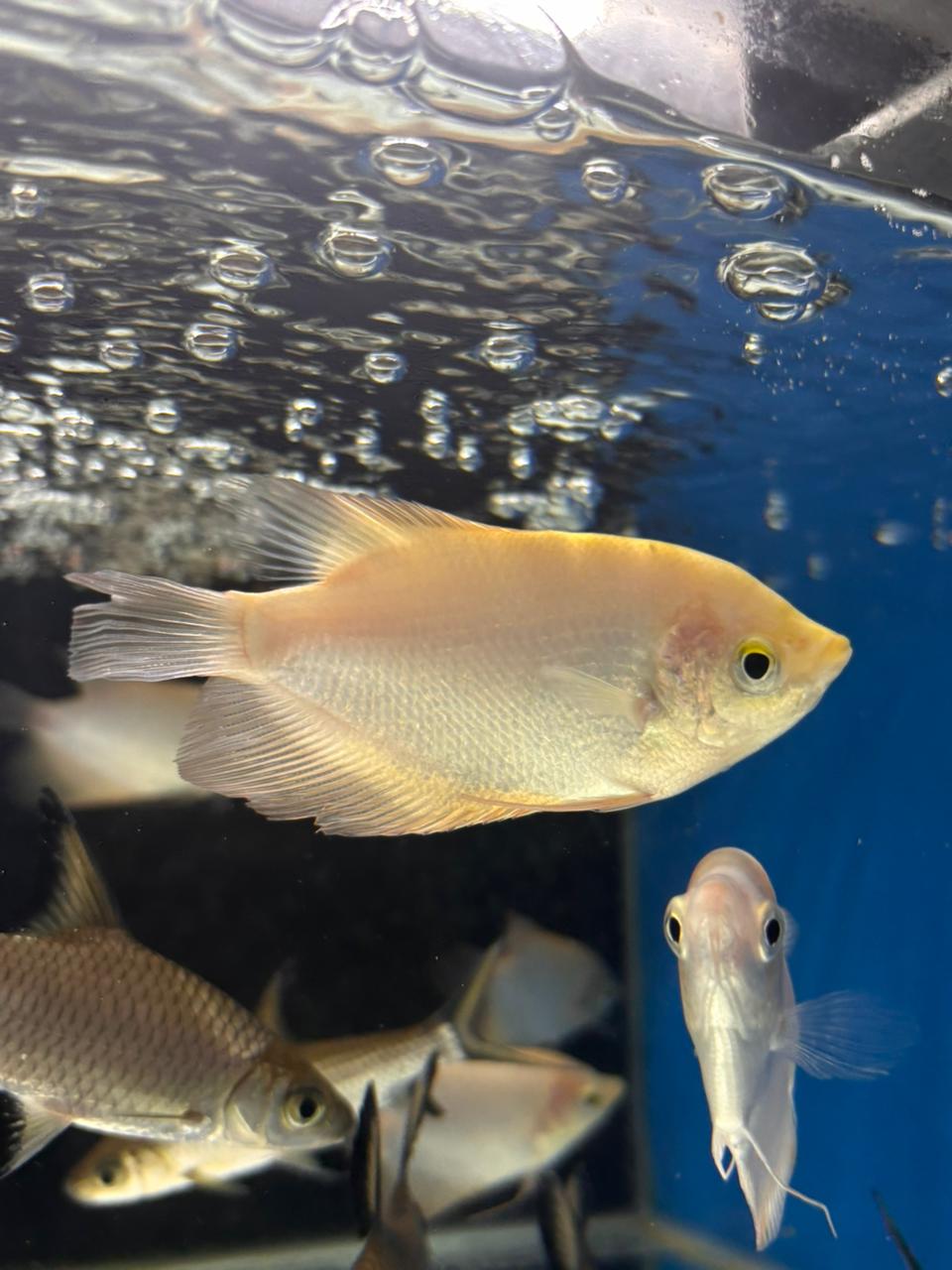 gold gourami